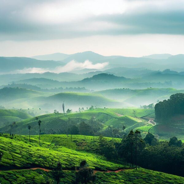 A landscape of Coorg, a hill station in Karnataka, India, with green hills, tea plantations, and misty clouds